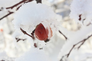 IMG_3736